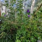 Thunbergia erecta Hábitos