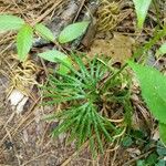 Lycopodium digitatum Lehti