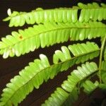 Pseudopiptadenia psilostachya Yaprak