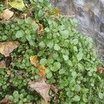 Nasturtium officinale Habitus