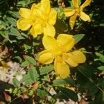 Hypericum calycinumFlower