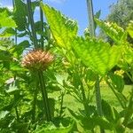 Leonotis nepetifolia Fruit