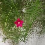 Ipomoea quamoclit Fiore