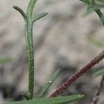 Ipomopsis pumila Bark