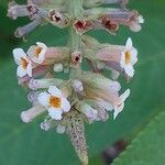 Buddleja albiflora Кветка