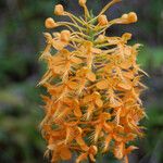 Platanthera ciliaris Cvet