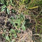 Boscia mossambicensis Hoja