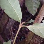 Rothmannia whitfieldii Bark