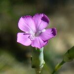 Dianthus virgineus 花