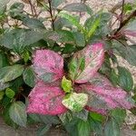 Acalypha wilkesiana Kvet