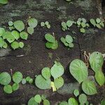 Begonia letouzeyi आदत