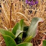 Limonium sinuatum Leaf