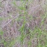 Asparagus verticillatus Habitus