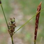 Carex montana Fruto