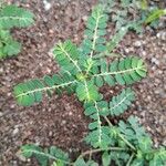 Phyllanthus amarus List