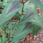 Persicaria microcephala List