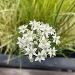 Allium tuberosum Blüte