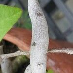Anredera cordifolia പുറംതൊലി