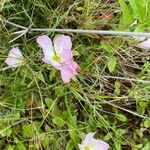 Oenothera speciosaКвітка