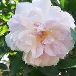 Rosa stylosa फूल
