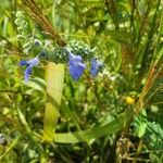 Salvia azurea Žiedas