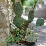 Opuntia engelmanniiLevél