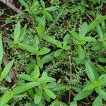 Polygonum plebeium Plante entière