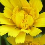 Hieracium amplexicaule Flower