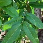 Capparis flexuosa Leaf