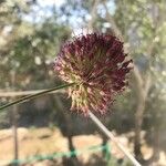 Allium atroviolaceum Floare