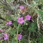 Geranium viscosissimum Flower