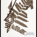 Cyathea cyatheoides Folla