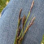 Carex sempervirens Fula