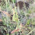 Crotalaria brevidens Fruto