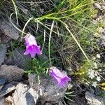 Campanula alpestris Fleur