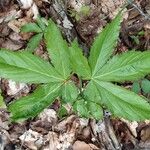 Cardamine heptaphyllaFolla