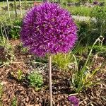 Allium giganteum Flor