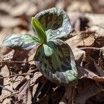 Trillium sessile 叶