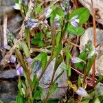 Polygala amarella Ŝelo