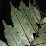Ruizterania albiflora Foglia