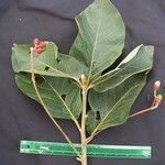 Ocotea sinuata Otro