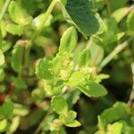 Enydra sessilis Hoja