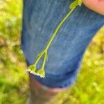 Valerianella dentata Yaprak