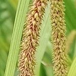 Carex pendula Fleur