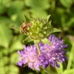 Knautia dipsacifolia Fruit