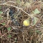 Solanum dimidiatum Fruit