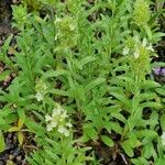 Sideritis hyssopifolia Hábito