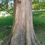 Taxodium distichumപുറംതൊലി