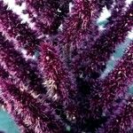 Amaranthus hypochondriacus Cvet