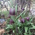 Fritillaria tubaeformis Õis